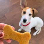 jack russell terrier eyeing homemade dog treat