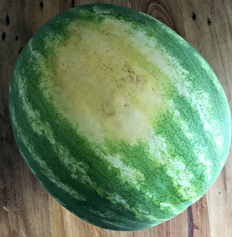 watermelon sparkling wine cocktail ~ whole watermelon with spot indicating sun ripening